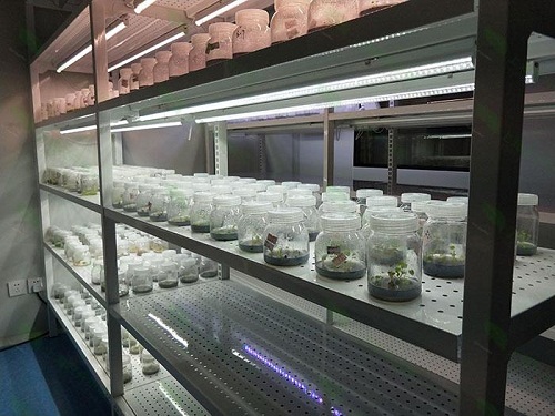莱山植物组织培养实验室设计建设方案
